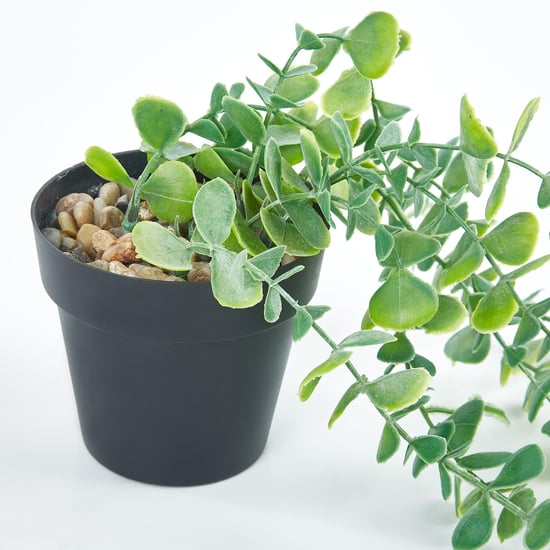 Gloria Artificial Creepers in Pot