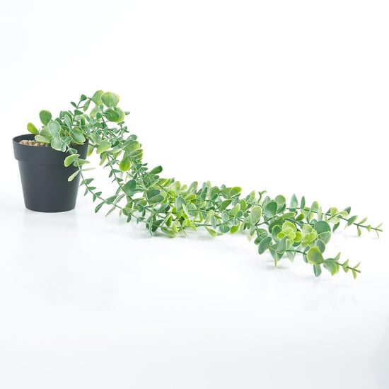 Gloria Artificial Creepers in Pot