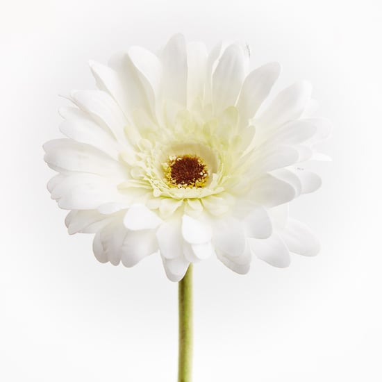 Botanical Artificial Gerbera Daisy Flower Stick - 61 cm