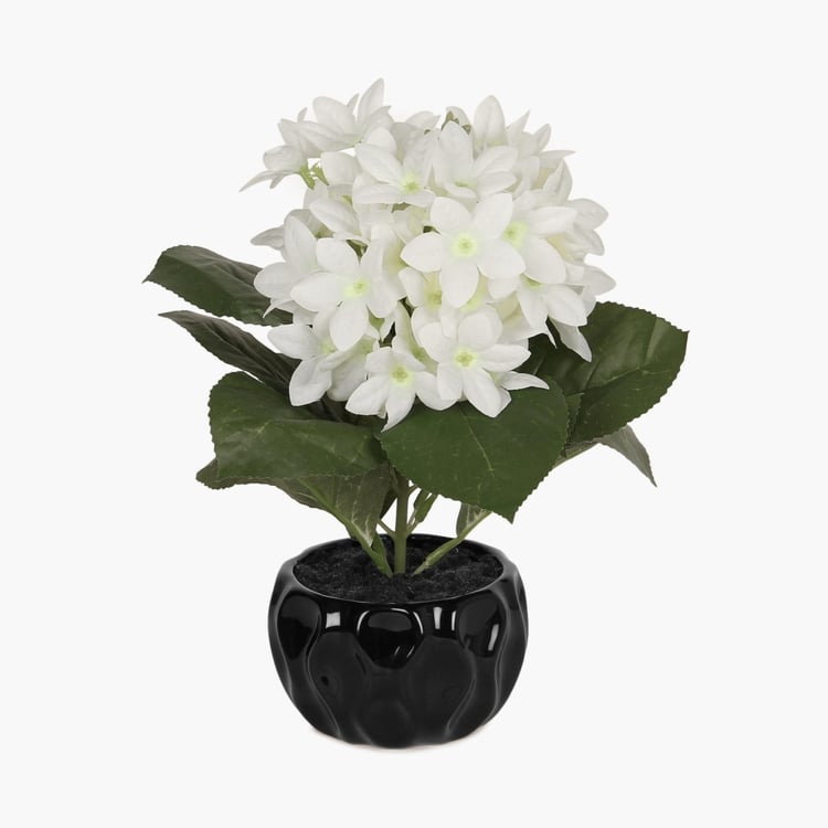 Buy Sachi Potted Hydrangea from Home Centre at just INR 899.0