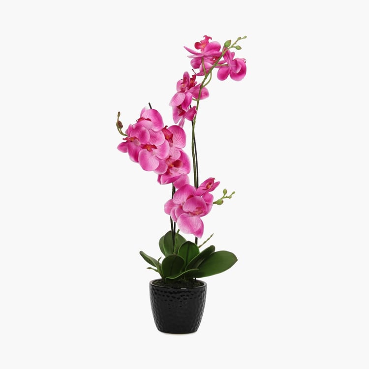 Sachi Potted Orchid in Ceramic Pot