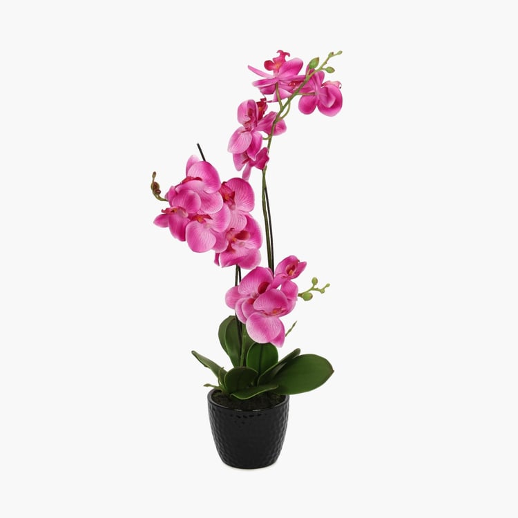 Sachi Potted Orchid in Ceramic Pot
