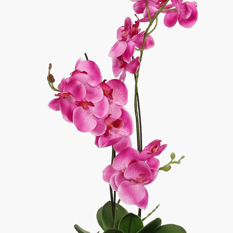 Sachi Potted Orchid in Ceramic Pot