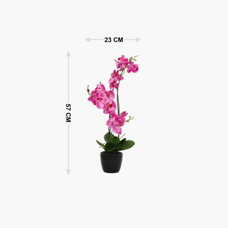 Sachi Potted Orchid in Ceramic Pot