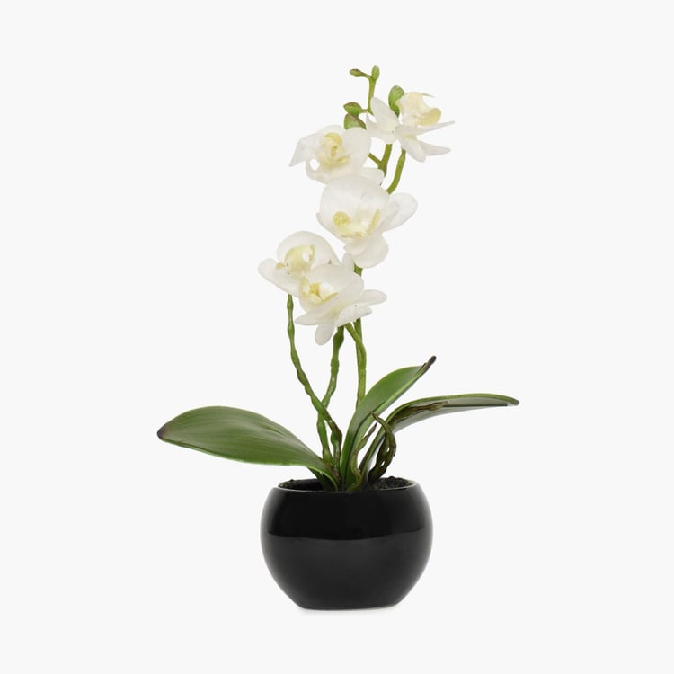 Sachi Potted Orchid in Ceramic Pot