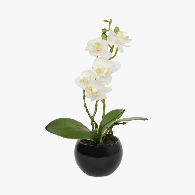 Sachi Potted Orchid in Ceramic Pot
