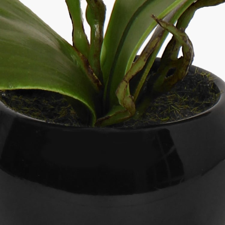 Sachi Potted Orchid in Ceramic Pot