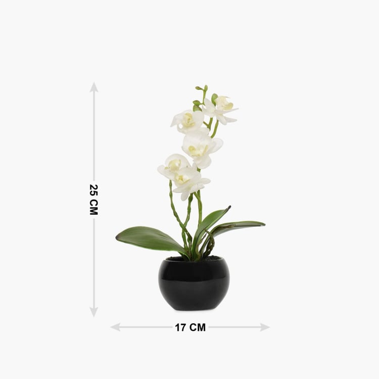 Sachi Potted Orchid in Ceramic Pot