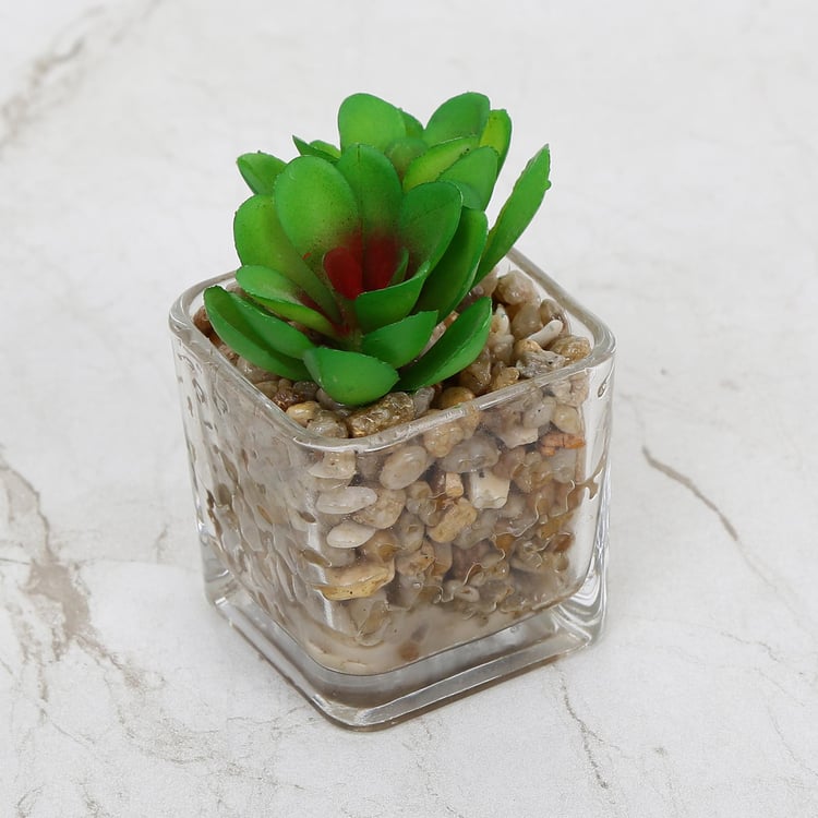 Gardenia Artificial Succulent in Glass Pot