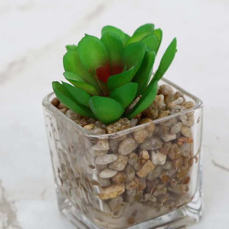 Gardenia Artificial Succulent in Glass Pot