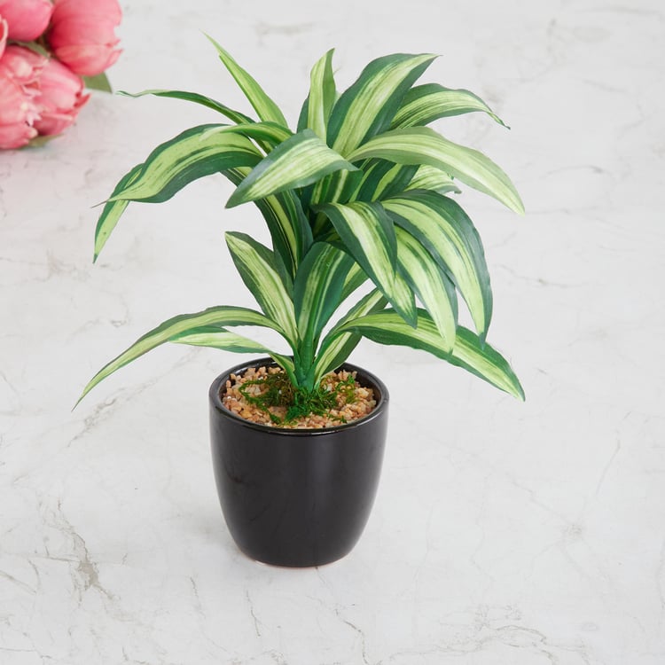 Fiesta Green Artificial Dracaena Plant