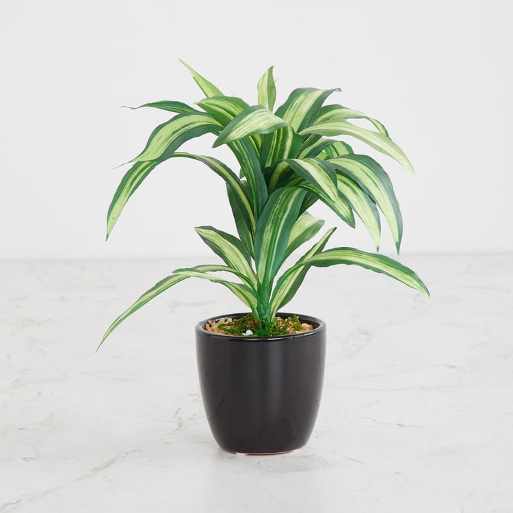 Fiesta Green Artificial Dracaena Plant