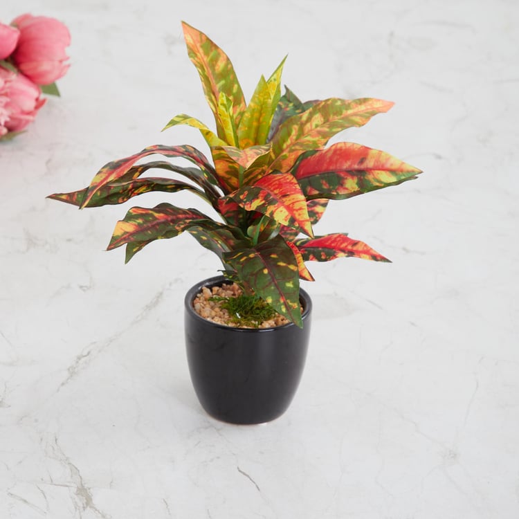Fiesta Dracaena Multicolour Potted Plant