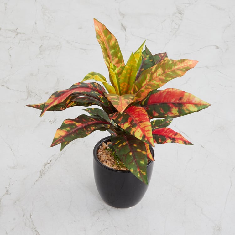 Fiesta Dracaena Multicolour Potted Plant