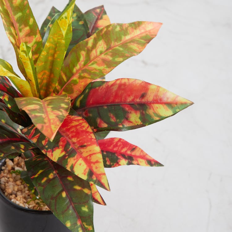 Fiesta Dracaena Multicolour Potted Plant