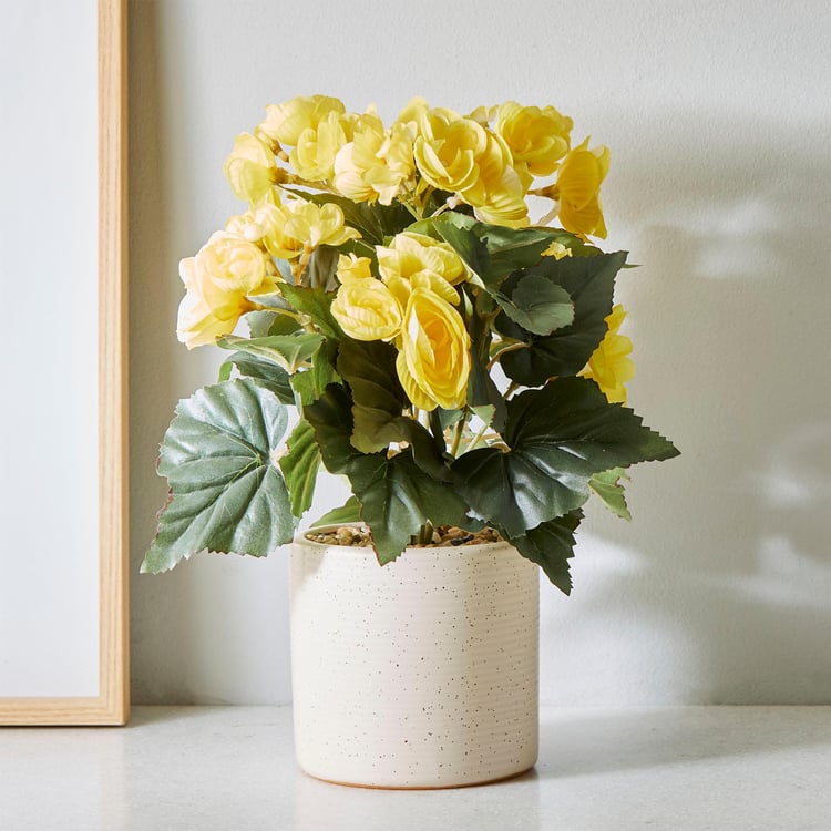 Gardenia Elect Yellow Textured Begonia in Ceramic Pot