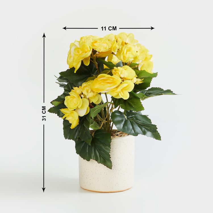 Gardenia Elect Yellow Textured Begonia in Ceramic Pot