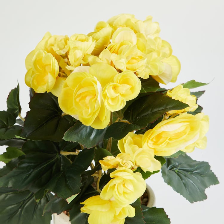 Gardenia Elect Yellow Textured Begonia in Ceramic Pot