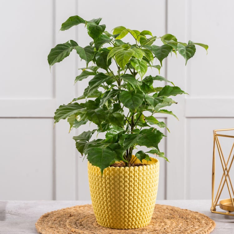 NURTURING GREEN Capri Yellow Textured Polypropylene Round Floor Planter - Set of 3