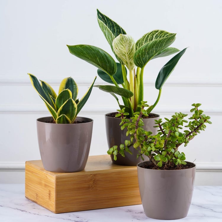 NURTURING GREEN Valencia Brown Solid Polypropylene Floor Planter - Set of 6