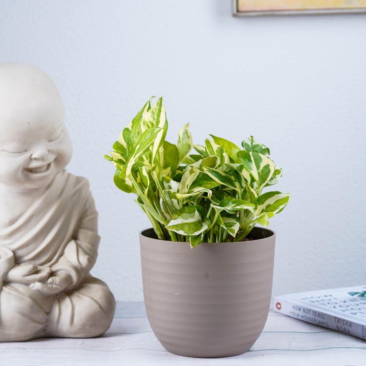 NURTURING GREEN Wave Brown Textured Polypropylene Floor Planter - Set of 3