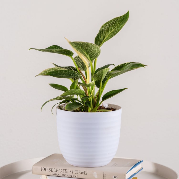 NURTURING GREEN Wave White Textured Polypropylene Floor Planter - Set of 3