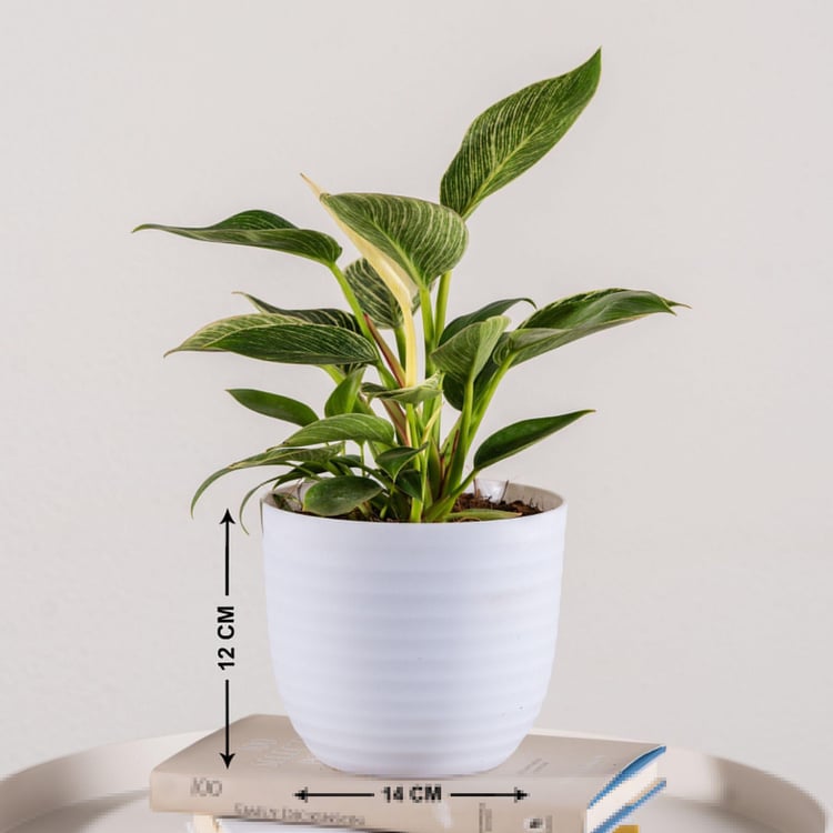 NURTURING GREEN Wave White Textured Polypropylene Floor Planter - Set of 3