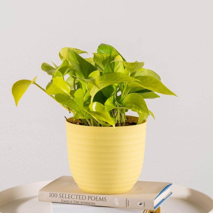 NURTURING GREEN Wave Yellow Textured Polypropylene Floor Planter - Set of 3