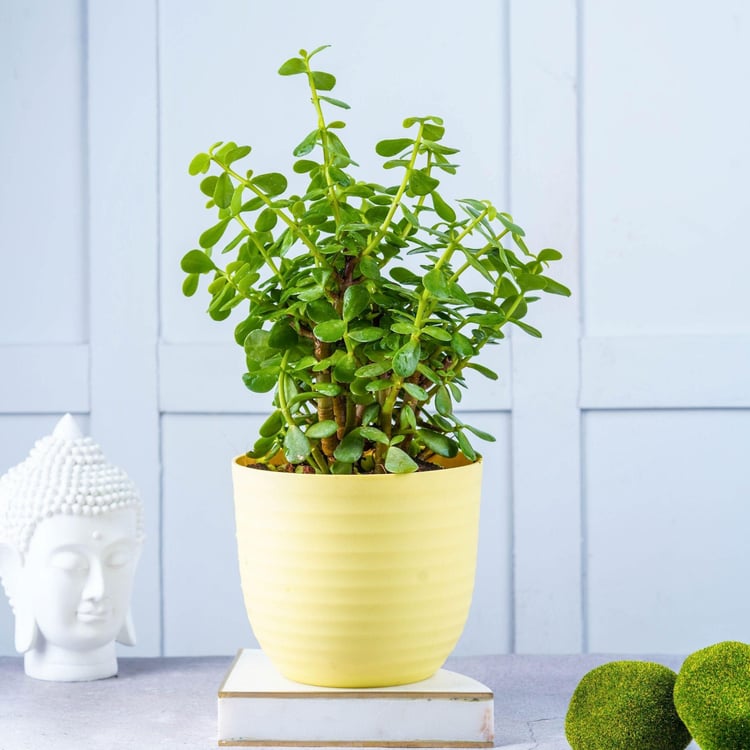 NURTURING GREEN Wave Yellow Textured Polypropylene Floor Planter - Set of 3