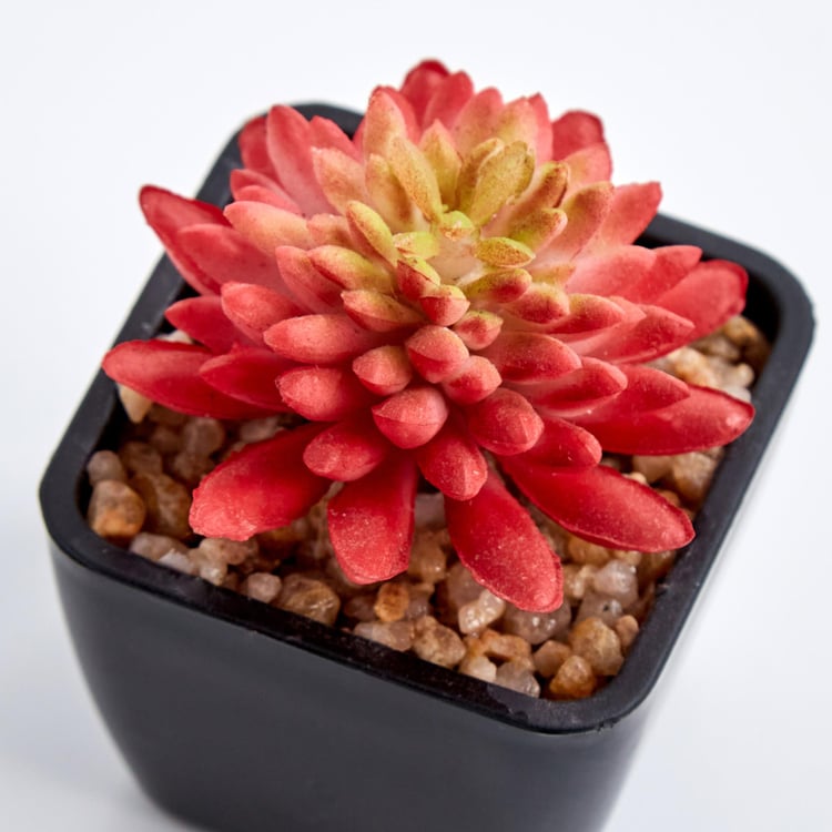 Lets Garden Artificial Flaming Katty Succulent in Pot